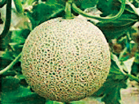 img-photo-services-agricultural-03